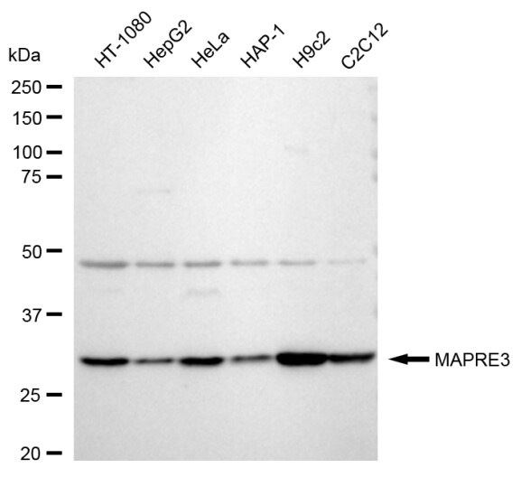 EB3 Antibody (24GB540)