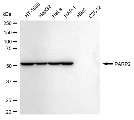 PARP2 Antibody (24GB555)