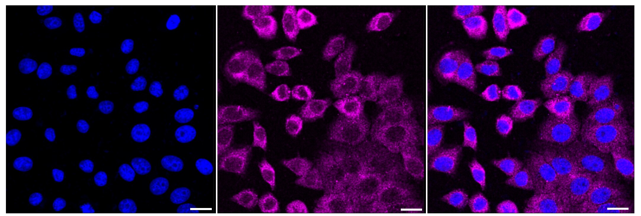 OXTR Antibody (24GB560)