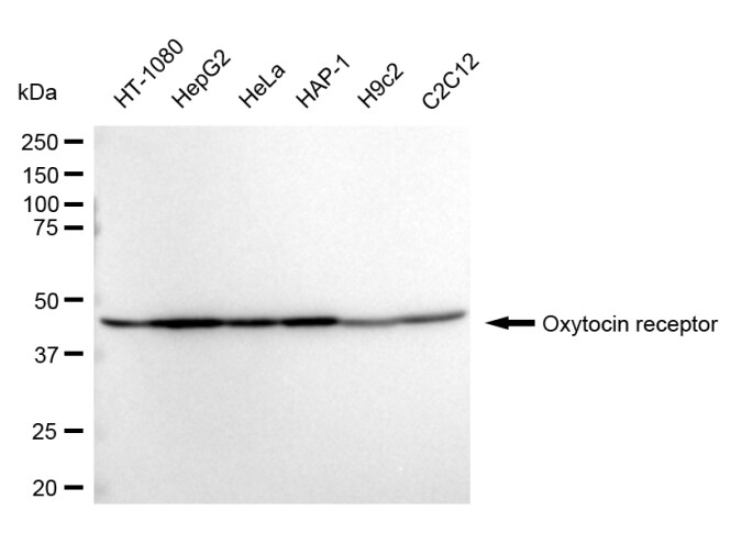 OXTR Antibody (24GB560)