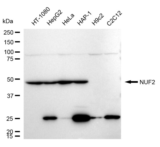 Nuf2 Antibody (24GB570)