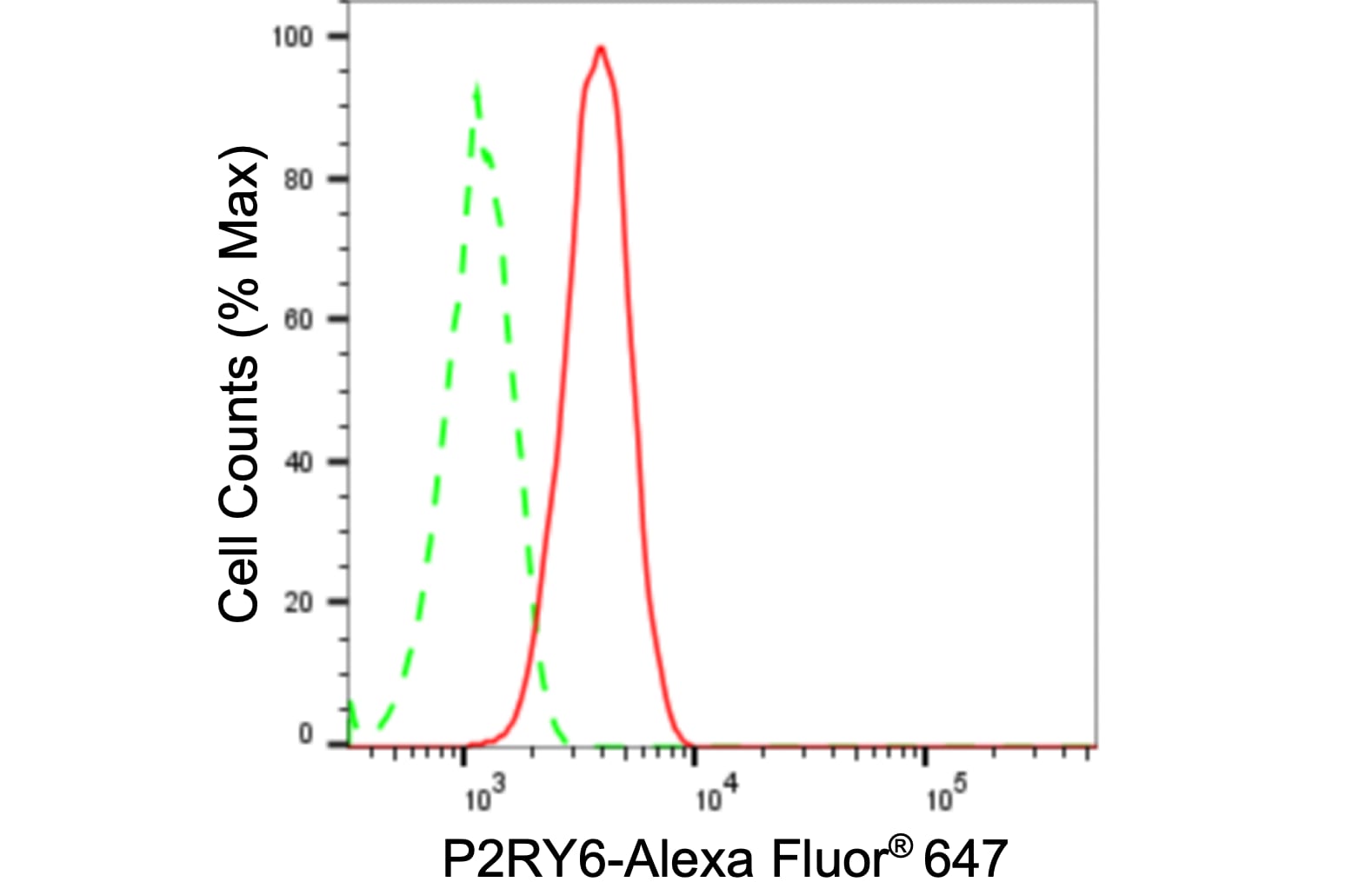 P2Y6/P2RY6 Antibody (24GB590)