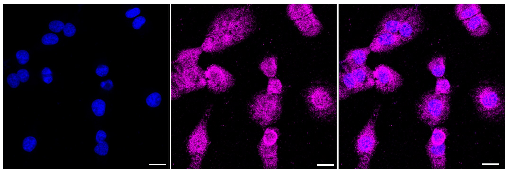 Muscleblind-like 1 Antibody (24GB610)