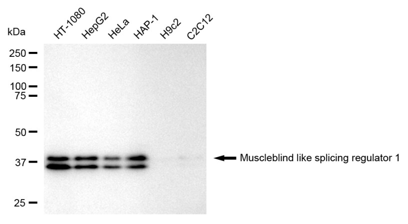Muscleblind-like 1 Antibody (24GB610)