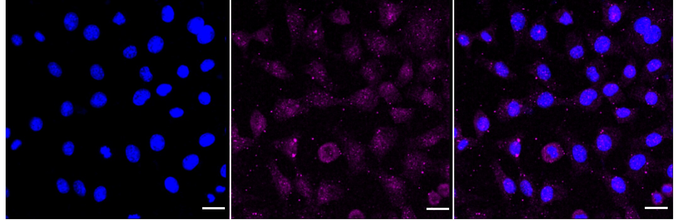 c-Maf Antibody (24GB650)