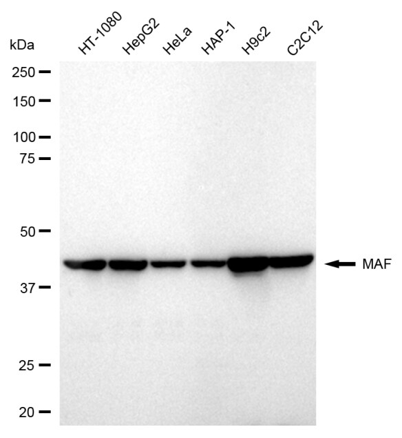 c-Maf Antibody (24GB650)