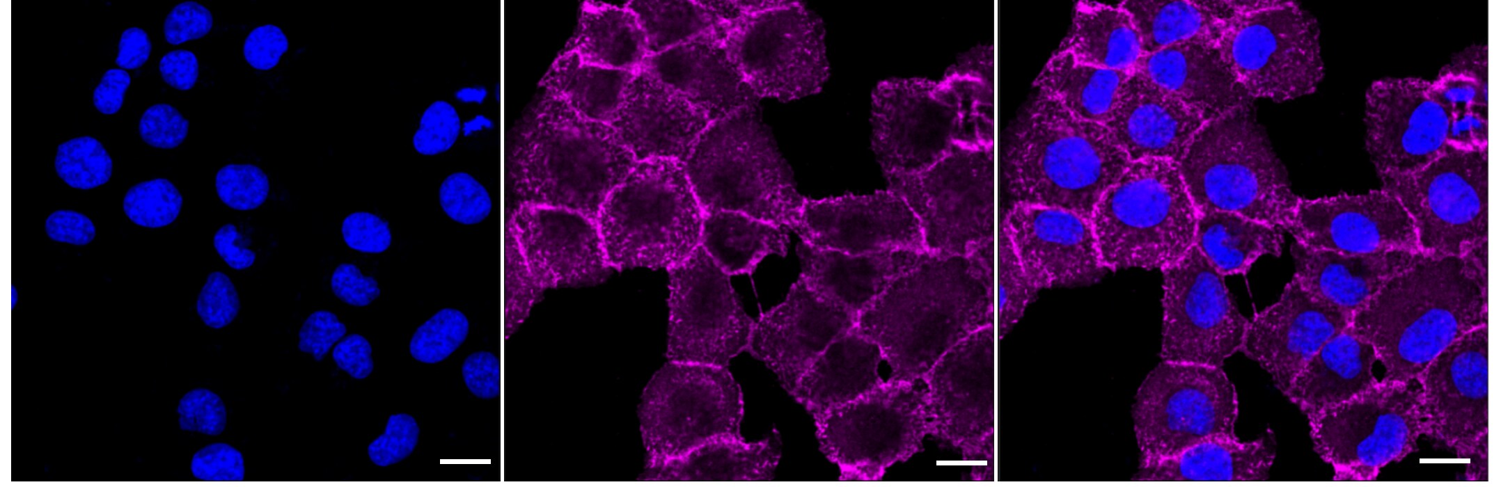 PAG1 Antibody (24GB685)