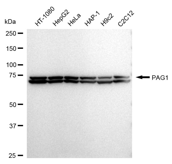 PAG1 Antibody (24GB685)