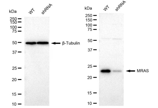 M-Ras/R-Ras3 Antibody (23GB2150)