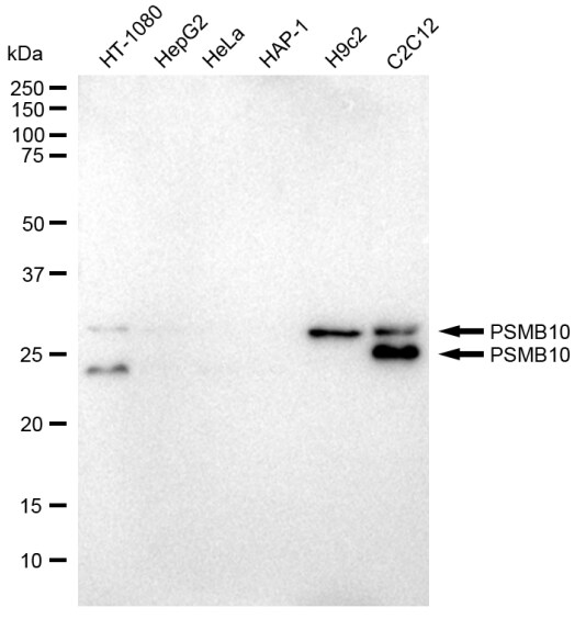 PSMB10/MECL1 Antibody (23GB2165)