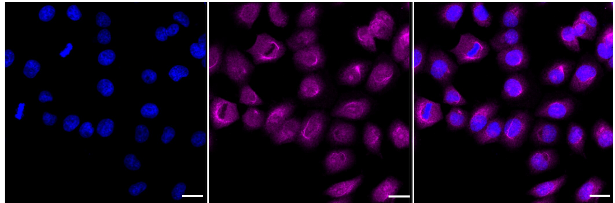 FKBP52/FKBP4 Antibody (23GB1915)