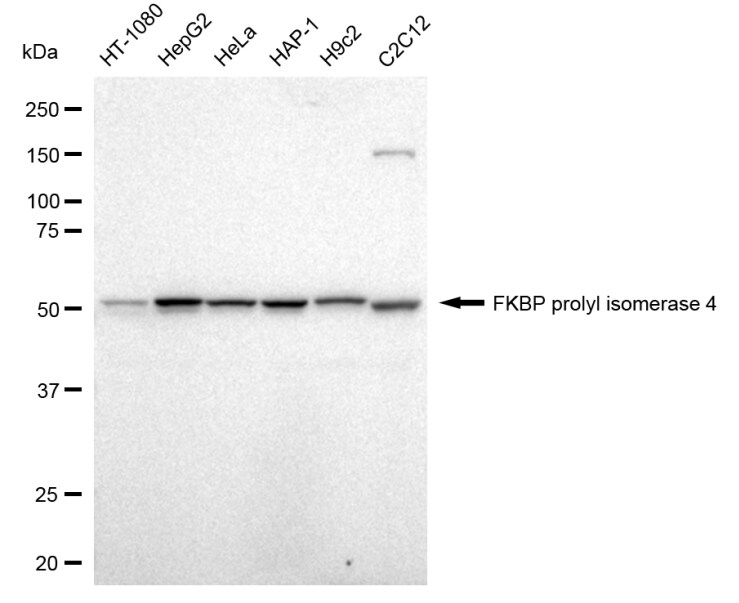 FKBP52/FKBP4 Antibody (23GB1915)
