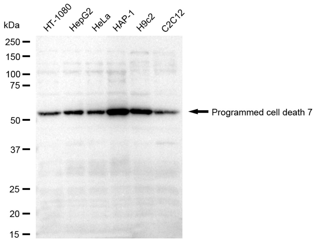 PDCD7 Antibody (24GB765)