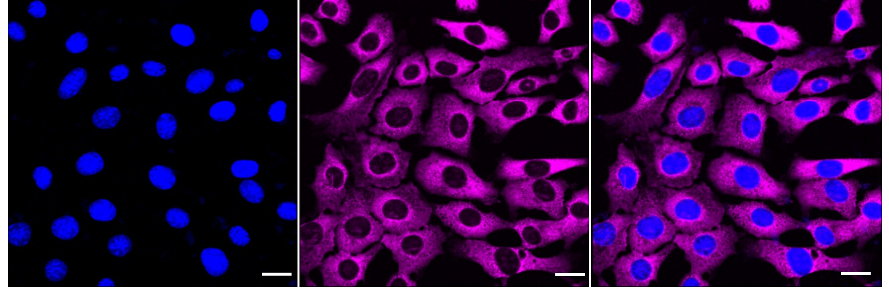 RPL13 Antibody (24GB770)
