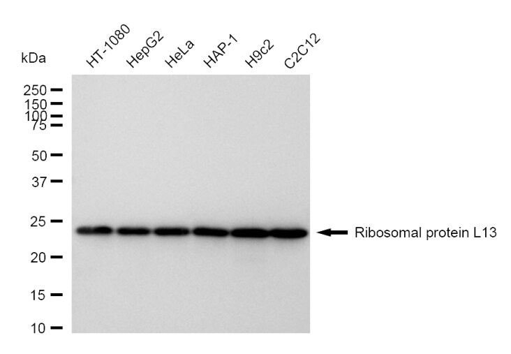 RPL13 Antibody (24GB770)