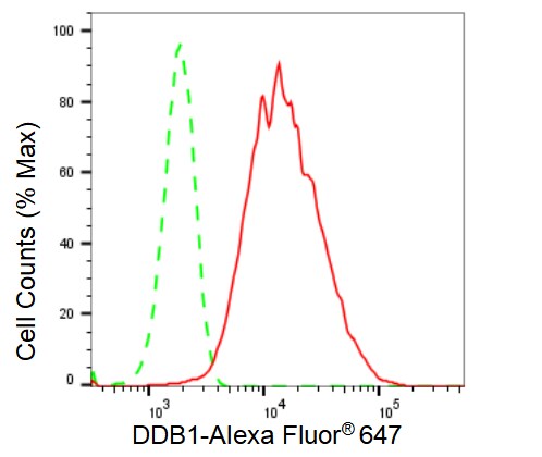 DDB1 Antibody (23GB2265)