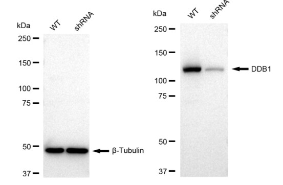 DDB1 Antibody (23GB2265)