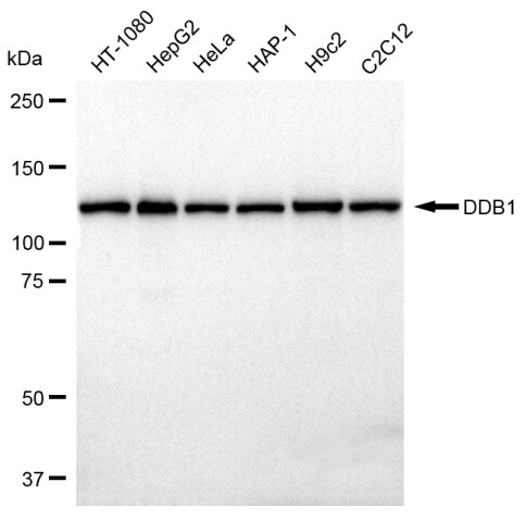 DDB1 Antibody (23GB2265)