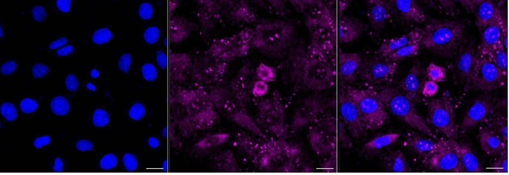 RPL26L1 Antibody (24GB780)