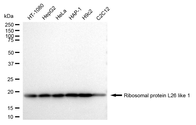 RPL26L1 Antibody (24GB780)