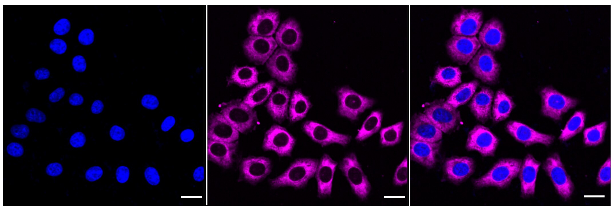 Sterol carrier protein 2 Antibody (24GB790)