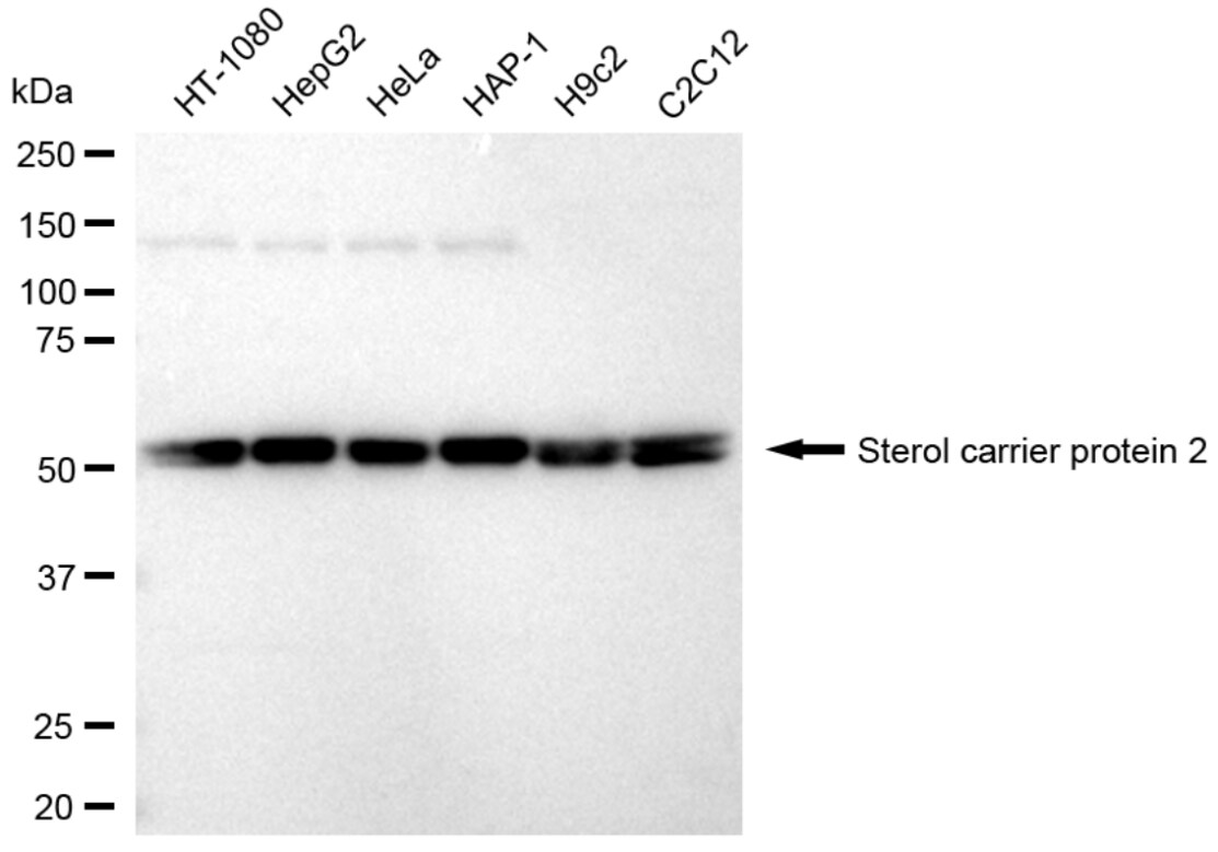 Sterol carrier protein 2 Antibody (24GB790)