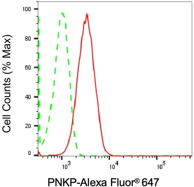 PNK Antibody (24GB805)