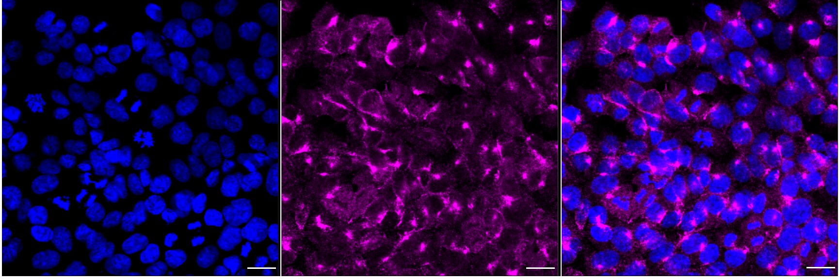 Rab11A Antibody (24GB820)