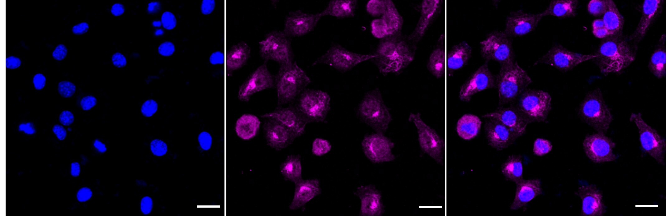 Rho A/B/C Antibody (24GB850)