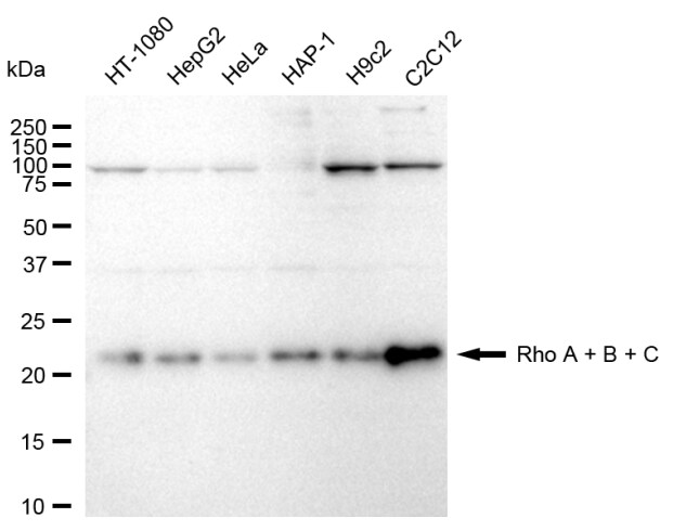 Rho A/B/C Antibody (24GB850)