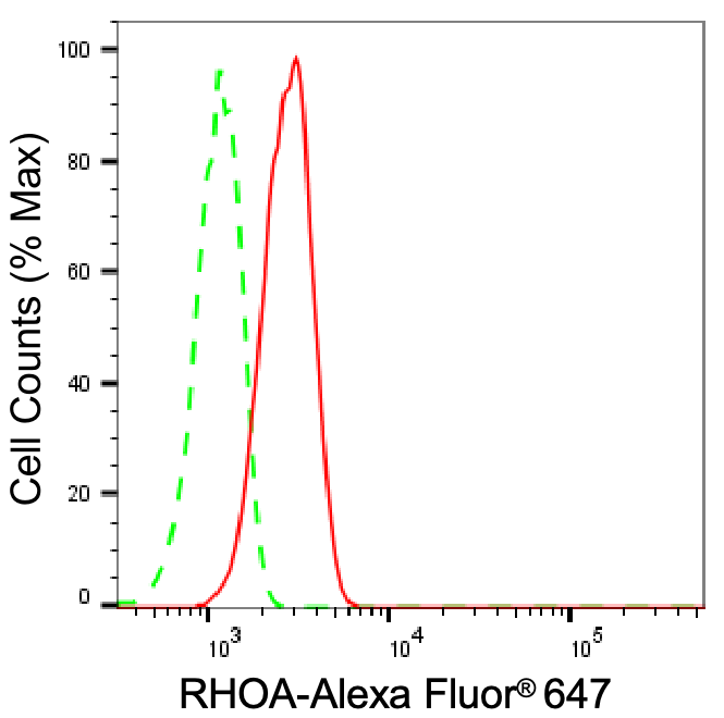 RhoA Antibody (24GB865)