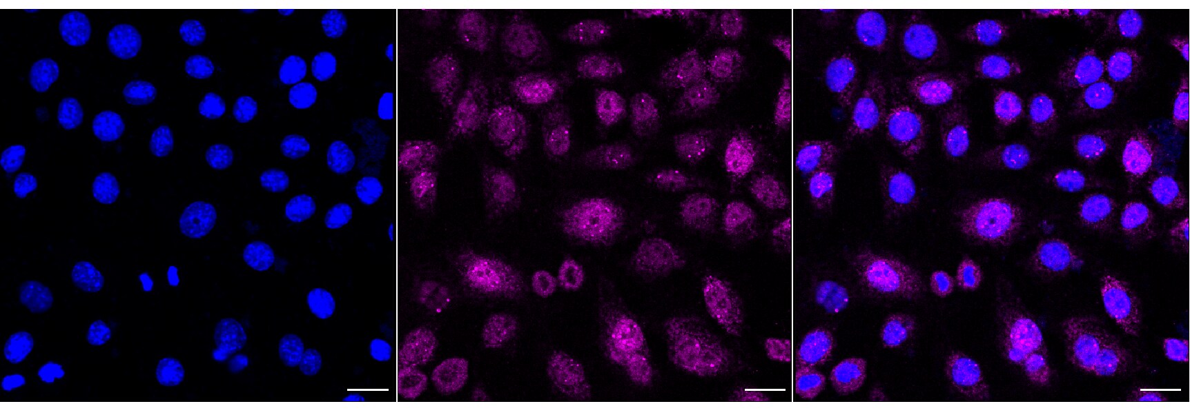 RhoA Antibody (24GB865)