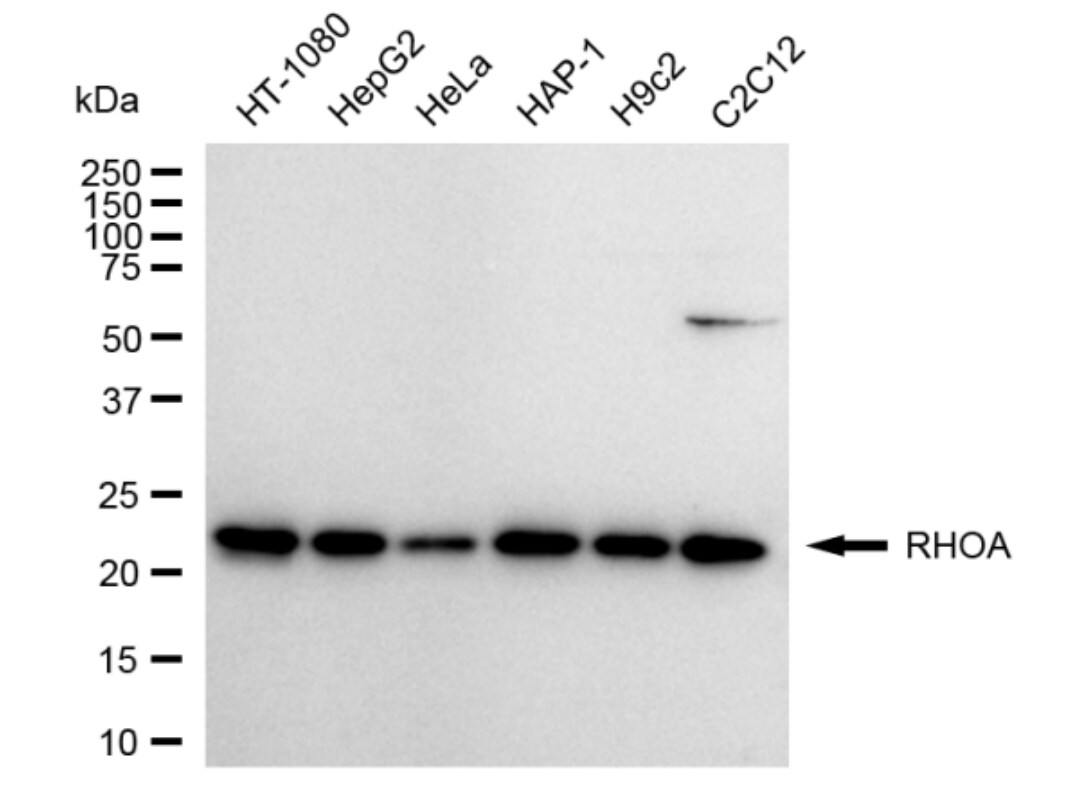 RhoA Antibody (24GB865)