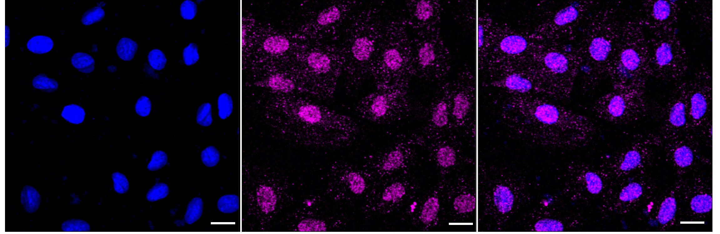 RAD18 Antibody (24GB880)
