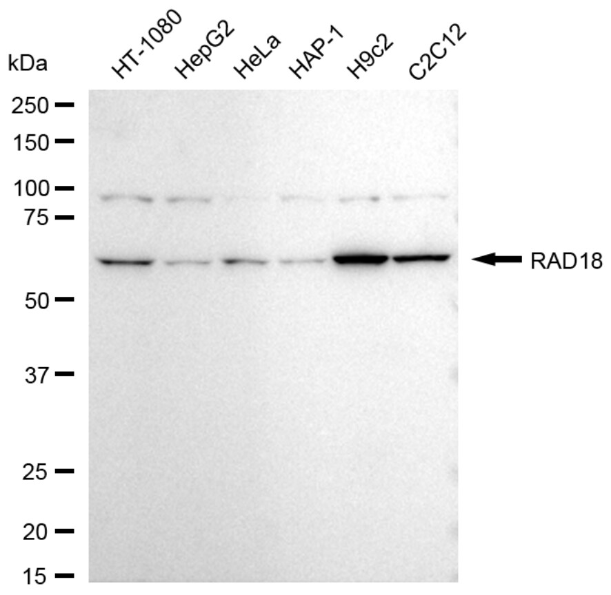 RAD18 Antibody (24GB880)