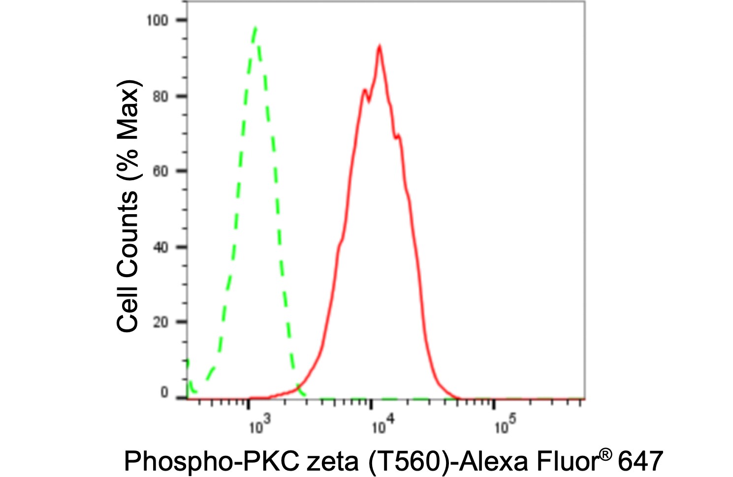 PKC zeta [p Thr560] Antibody (24GB890)
