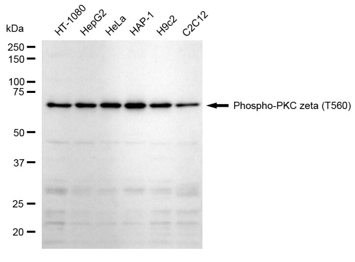 PKC zeta [p Thr560] Antibody (24GB890)