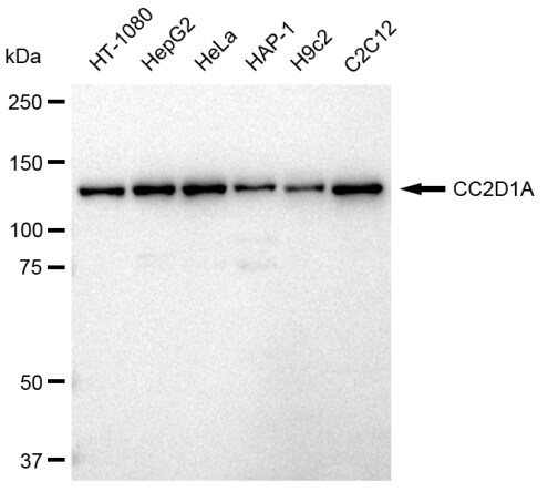 CC2D1A Antibody (23GB3045)