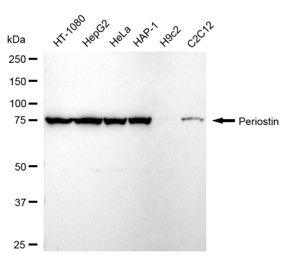 Periostin/OSF-2 Antibody (24GB930)
