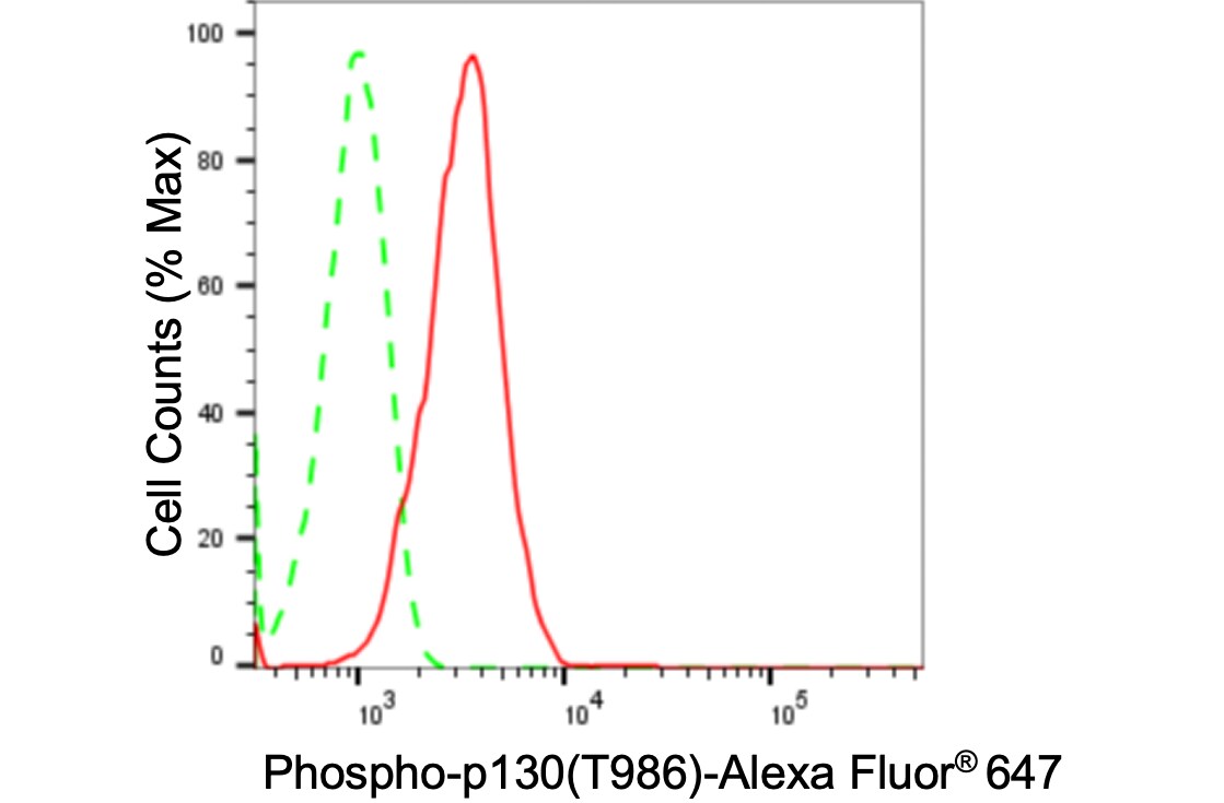 p130 [p Thr986] Antibody (24GB970)
