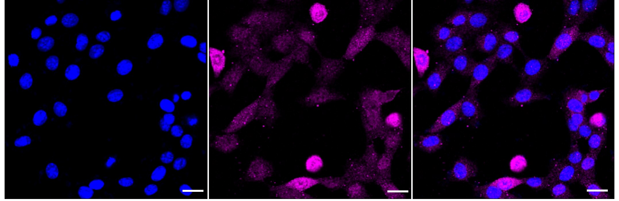 p130 [p Thr986] Antibody (24GB970)