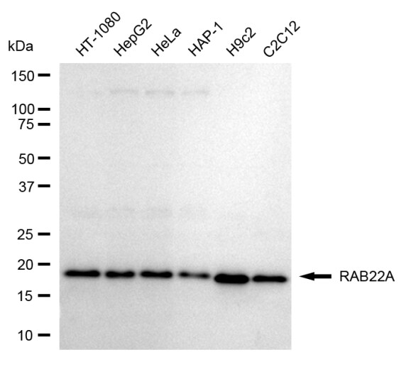 RAB22A Antibody (24GB1000)