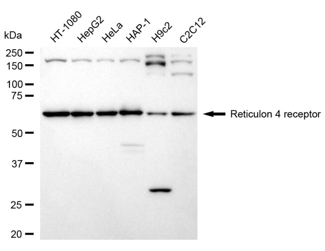 Nogo Receptor/NgR Antibody (24GB1005)