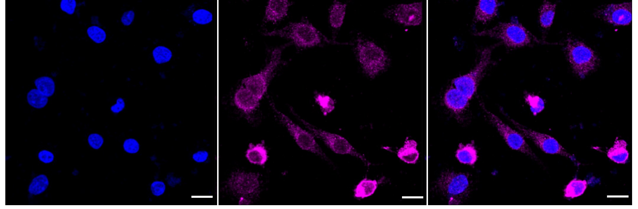 Rap1A/B Antibody (24GB1030)
