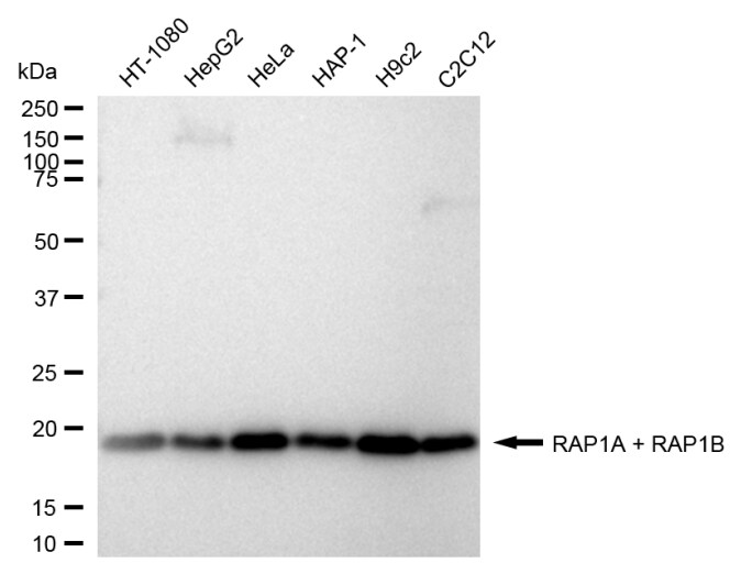 Rap1A/B Antibody (24GB1030)