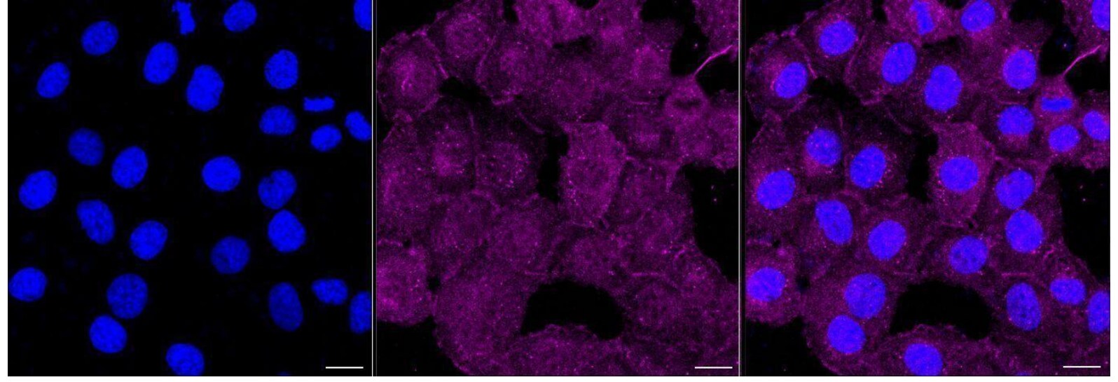 Rheb Antibody (24GB1055)