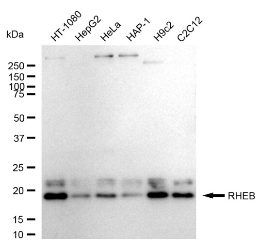 Rheb Antibody (24GB1055)