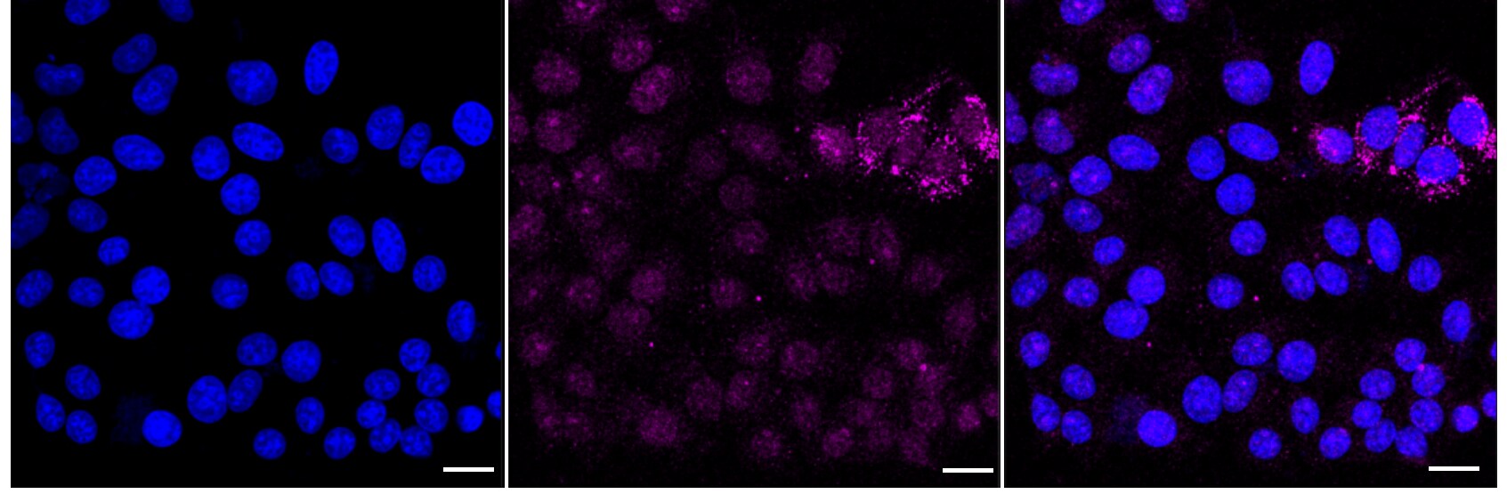 RalA Antibody (24GB1125)