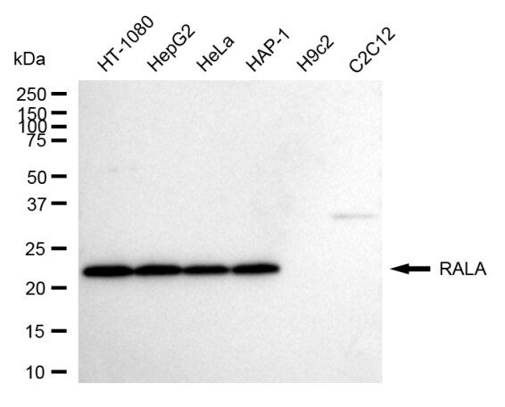 RalA Antibody (24GB1125)