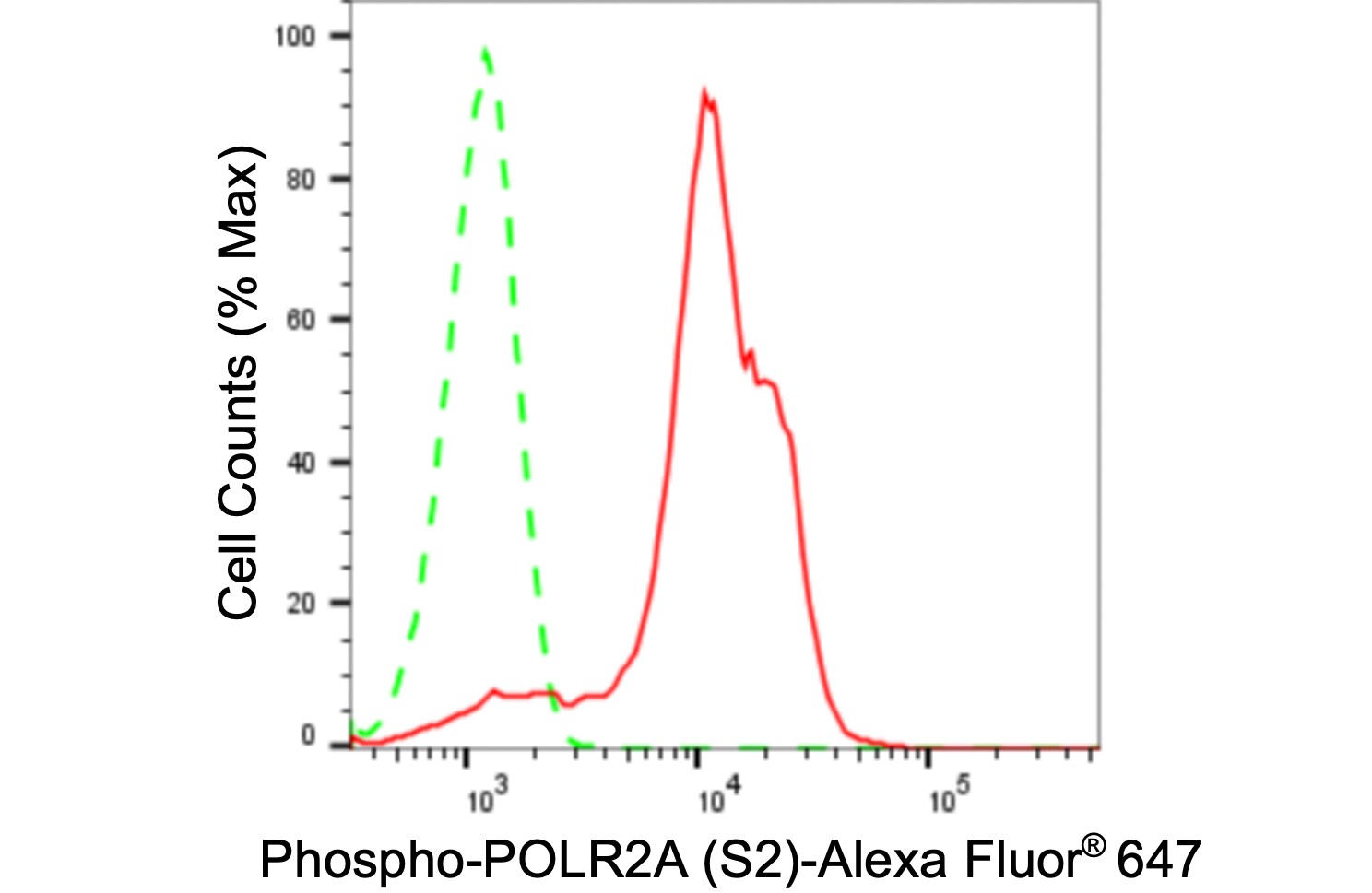 RNA Polymerase II/POLR2A [p Ser2] Antibody (24GB1175)